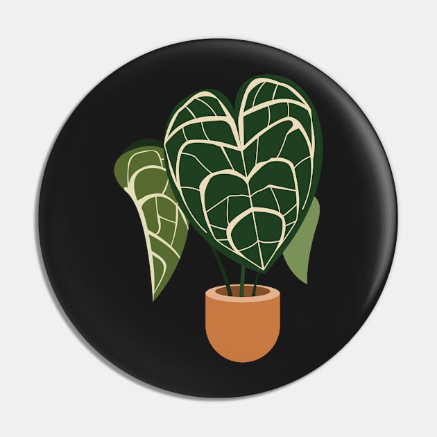 Anthurium clarinervium plant in a pot Pin by gronly