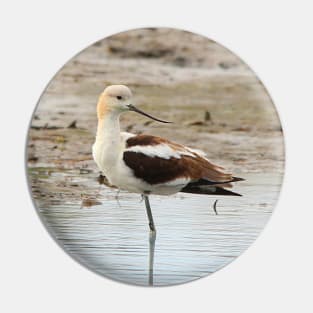 Stunning American Avocet Wading Bird at the Beach Pin