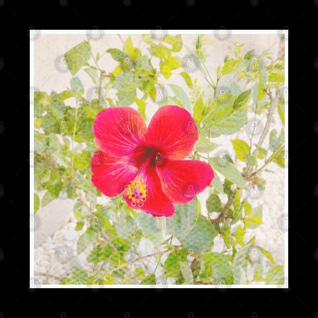 Pretty Red Flower with green leaves nature lovers beautiful photography design by BoogieCreates