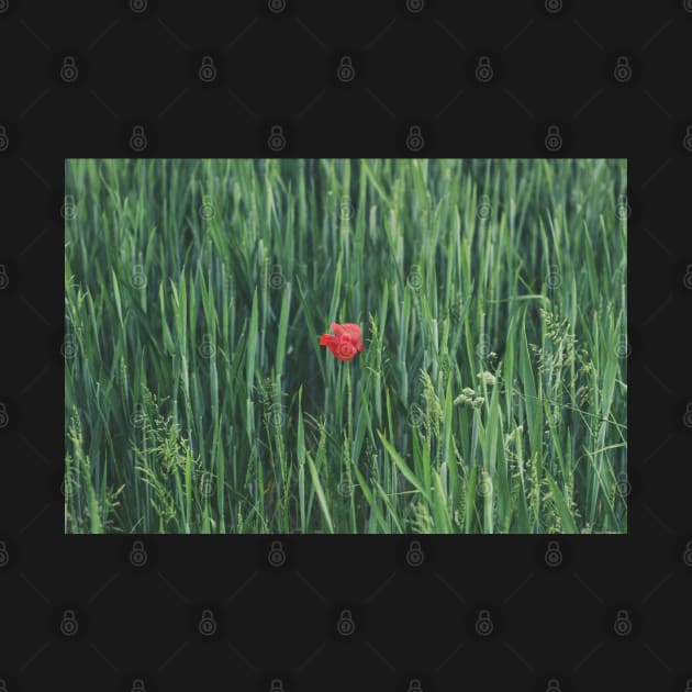 Red Flower on Green Grass by Islanr