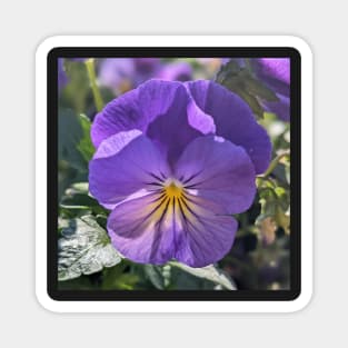 Purple and Yellow Striped Flower Magnet