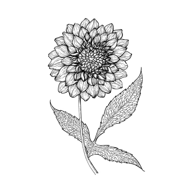 Dahlia hand drawn illustration by katerinamk