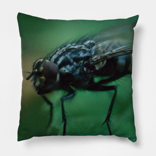Fly With Bristles Pillow by Pirino