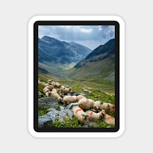 Sheep on the mountain Magnet