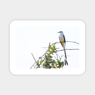 Scissor-tailed Flycatcher The Oklahoma State Bird Magnet