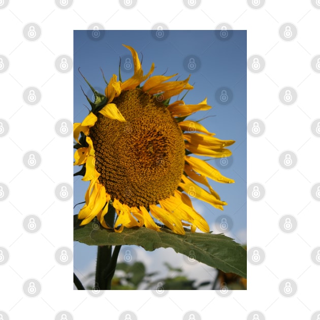 Bright and Colorful Kansas Sunflower by ROBERTDBROZEK