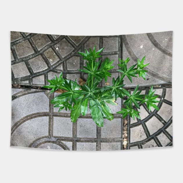 Culantro herb grass on the pavement background Tapestry by FOGSJ