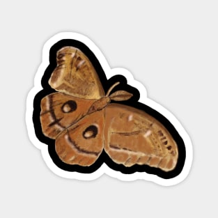 Night Moth, Hyalophora cecropia, Illustration Magnet