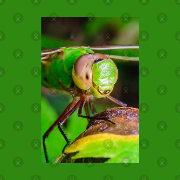 Dragonfly Smile, Macro Photograph by love-fi