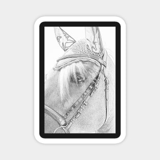 Haflinger as a pencil drawing Magnet