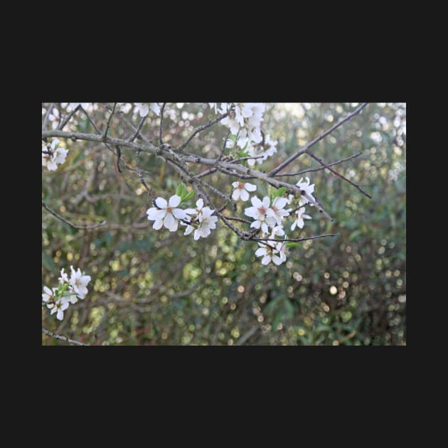 Almond tree branches and flowers by oknoki