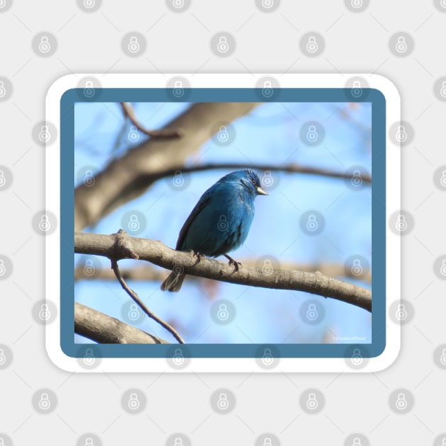 Indigo Bunting No.7 Magnet by MaryLinH