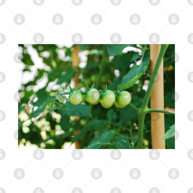 Green Tomatoes on the Vine by jojobob