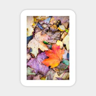 Fallen Leaves Magnet