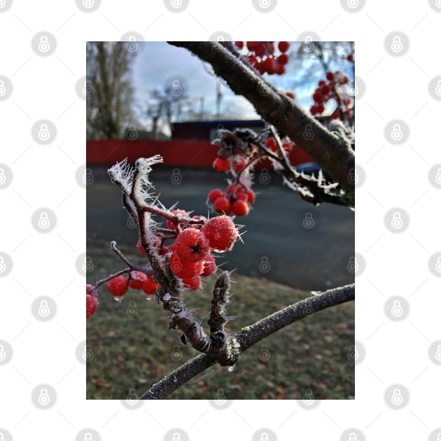 Frosty Mountain Ash Berries on a Cold November Morning by Ric1926