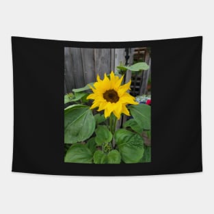 sunflowers posters, gift, for birthday happy birthday, beautiful flower Tapestry