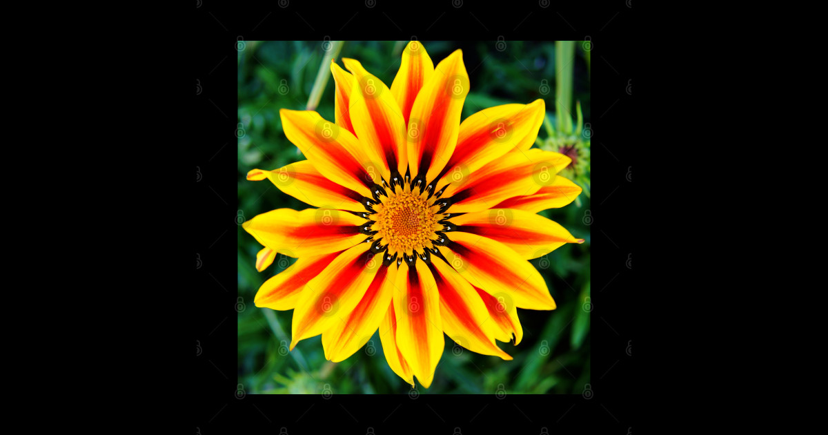 cli star burst - Flower - Sticker | TeePublic