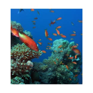 Red Sea Coral Reef T-Shirt