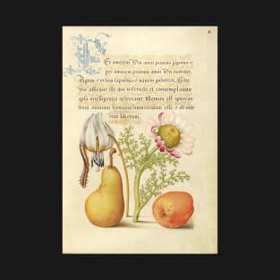 Illuminated manuscript: Caterpillar, Dog-Tooth Violet, Pear, and Apricot, from "Mira calligraphiae monumenta", 1500s, cleaned and restored T-Shirt