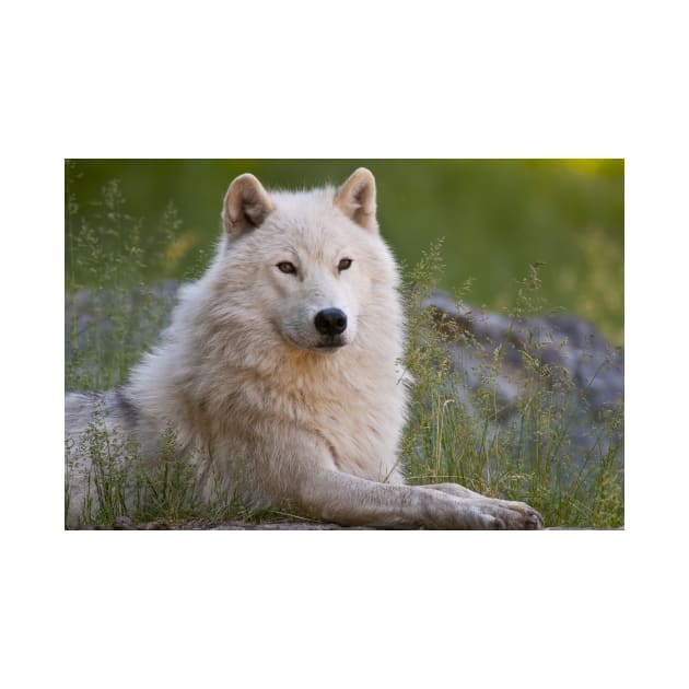 Arctic Wolf by jaydee1400