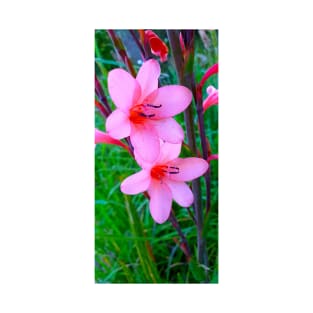 Watsonia Meriana T-Shirt