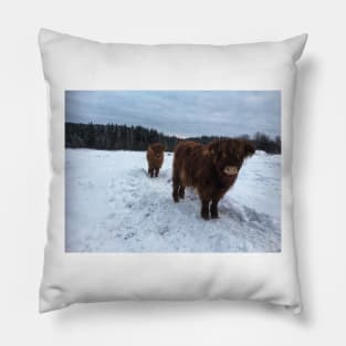 Scottish Highland Cattle Calves 1865 Pillow