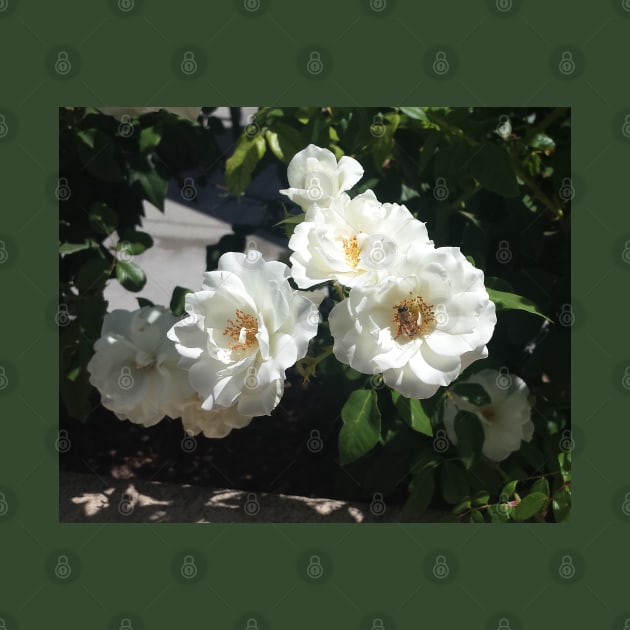 Bee And White Roses by BlakCircleGirl