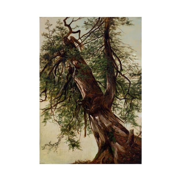 Study of a Cedar by David Johnson by Classic Art Stall