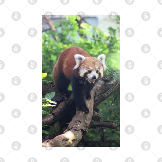 Nepalese Red Panda by LeanneAllen