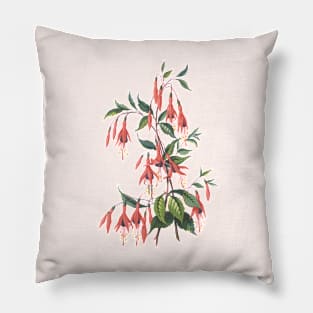 Red Fuchsia Plant Vintage Botanical Illustration Pillow