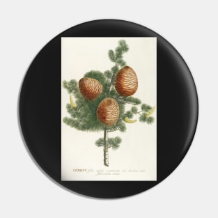 Cedar cones - Cedrus - botanical illustration Pin