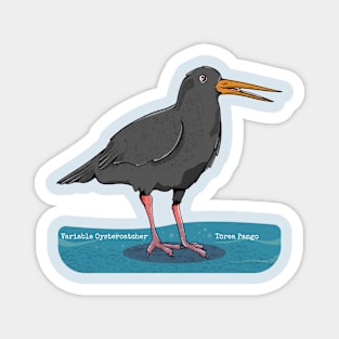 Variable oystercatcher Tōrea pango Magnet