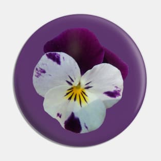 colorful purple pansy, violets, pansies, viola Pin