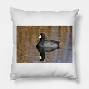 American Coot Pillow