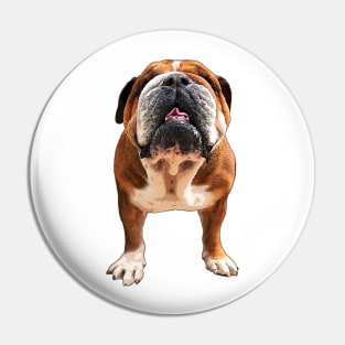 Bulldog English British Pin