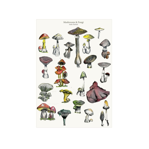 Mushroom and Fungi by IndiasIllustrations