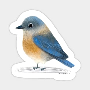 Eastern Bluebird Magnet