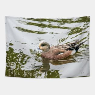American Wigeon Changing Plumage Tapestry