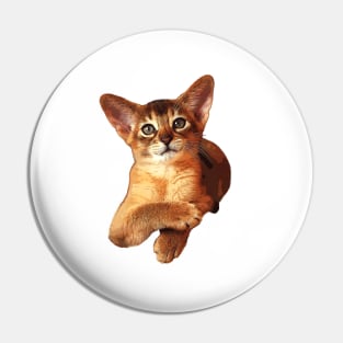 Abyssinian Kitten Cat Cute! Pin