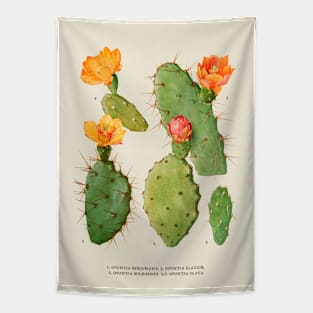 Cactus Antique Botanical Illustration Tapestry