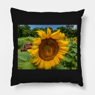 Sunflower Time Pillow