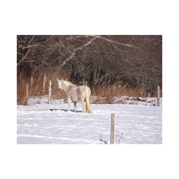 Winter White Horse by Griffelkinn