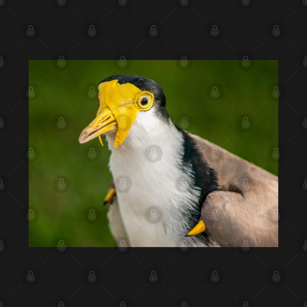 Australian Masked Lapwing (Plover) by Upbeat Traveler