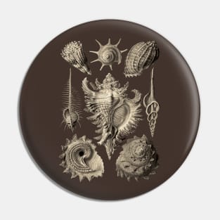 Ernst Haeckel Prosobranchia Sea Shells Pin