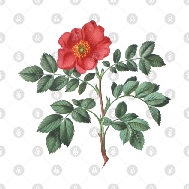 Wild Rose Flower Botanical Illustration by Biophilia