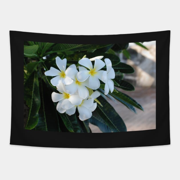 Frangipani or Yellow and White Plumeria flowers, Barbados, WI Tapestry by zwrr16