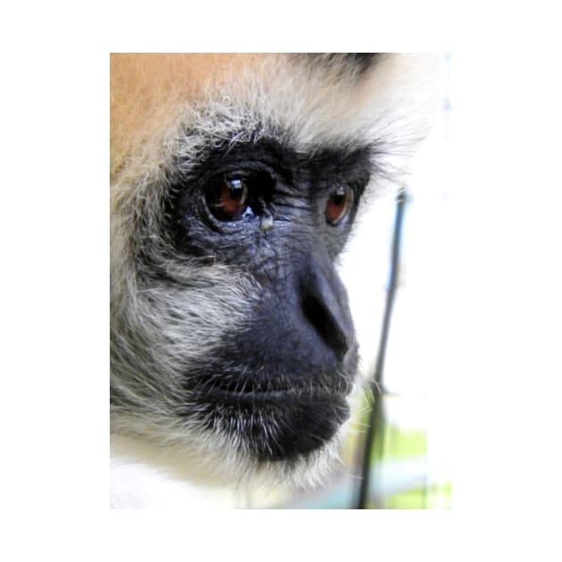 White Cheeked Gibbon by kirstybush