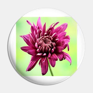 Purple chrysanthemum Pin