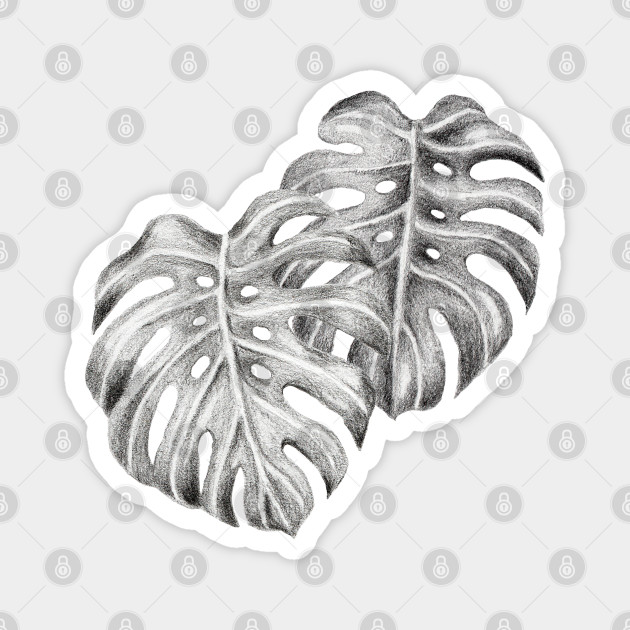 Get Wallpaper Black And White Monstera Leaves Monstera Deliciosa Magnet For iPhone Free