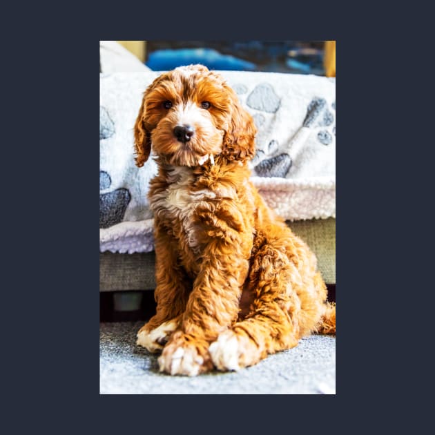 Dexter The Cockapoo Puppy by tommysphotos